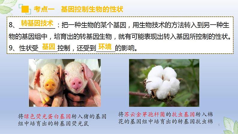 （通用版）中考生物一轮复习精讲课件专题20 生物的遗传和变异（含答案）第5页