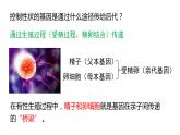 7.2.2基因在亲子代间的传递课件2023--2024学年人教版生物八年级下册