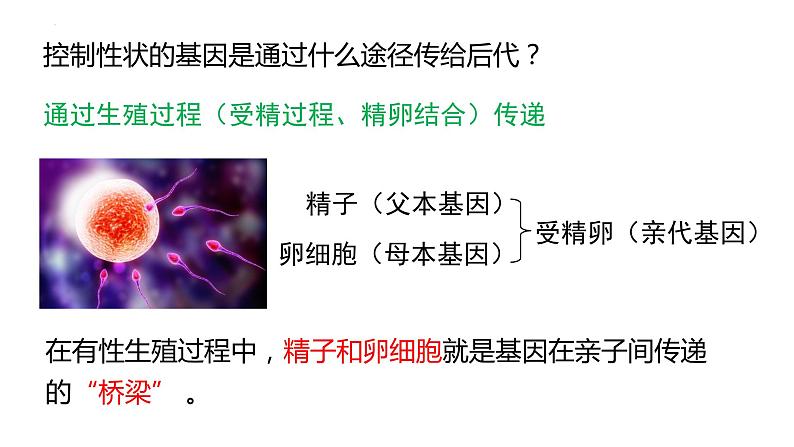 7.2.2基因在亲子代间的传递课件2023--2024学年人教版生物八年级下册04