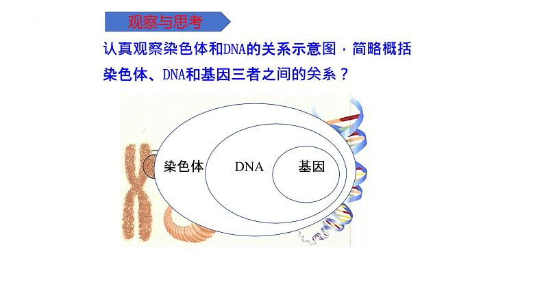 7.2.2基因在亲子代间的传递课件2023--2024学年人教版生物八年级下册05