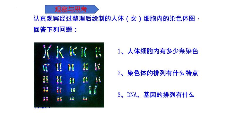 7.2.2基因在亲子代间的传递课件2023--2024学年人教版生物八年级下册06