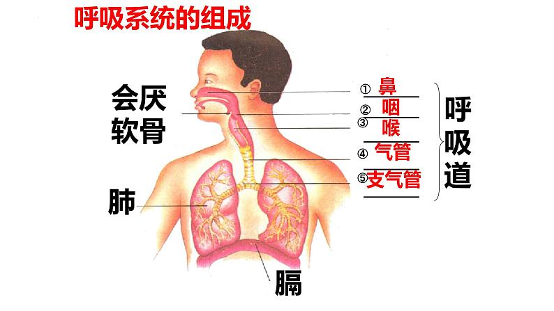 4.3.1呼吸道对空气的处理课件2023--2024学年人教版生物七年级下册第3页