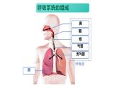 4.3.1呼吸道对空气的处理课件2023--2024学年人教版生物七年级下册 (2)