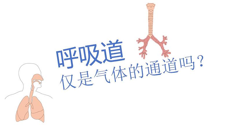 4.3.1呼吸道对空气的处理课件2023--2024学年人教版生物七年级下册 (2)第6页