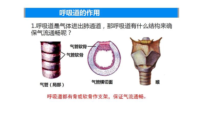 4.3.1呼吸道对空气的处理课件2023--2024学年人教版生物七年级下册 (2)第7页