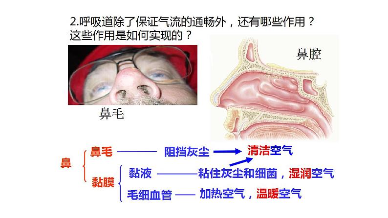 4.3.1呼吸道对空气的处理课件2023--2024学年人教版生物七年级下册 (2)第8页