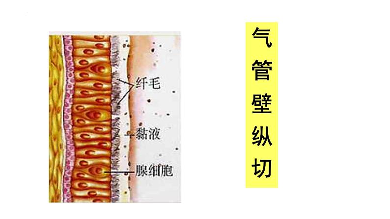 4.3.1呼吸道对空气的处理课件2023--2024学年人教版生物七年级下册 (1)第3页