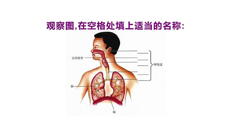 4.3.1呼吸道对空气的处理课件2023--2024学年人教版生物七年级下册 (1)第4页