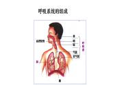 4.3.1呼吸道对空气的处理课件2023--2024学年人教版生物七年级下册 (1)