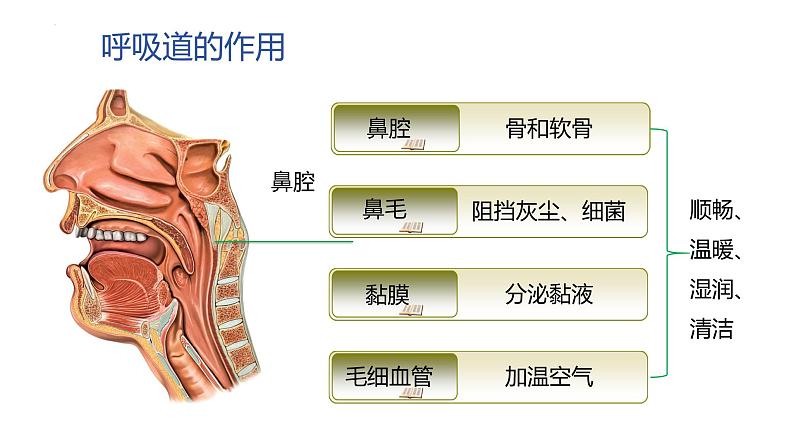 4.3.1呼吸道对空气的处理课件2023--2024学年人教版生物七年级下册 (1)第6页