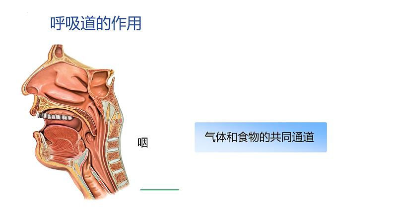 4.3.1呼吸道对空气的处理课件2023--2024学年人教版生物七年级下册 (1)第7页