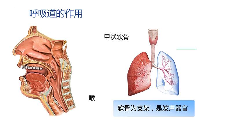 4.3.1呼吸道对空气的处理课件2023--2024学年人教版生物七年级下册 (1)第8页