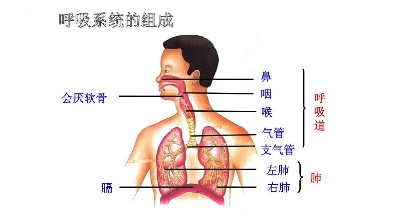 4.3.1呼吸道对空气的处理+课件2023--2024学年人教版生物七年级下册04