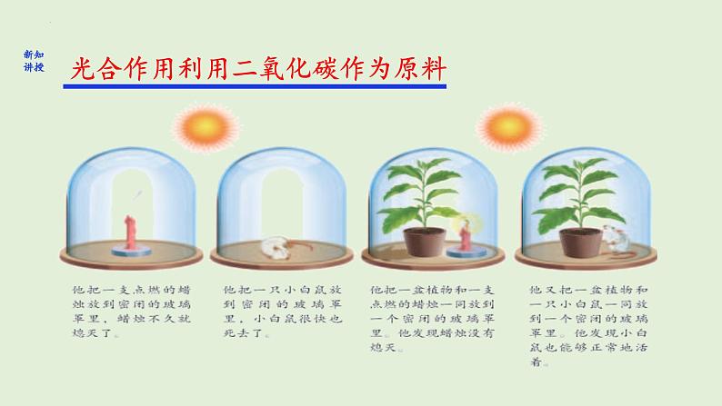 3.5.1+光合作用吸收二氧化碳释放氧气课件+2023--2024学年人教版生物七年级上册05