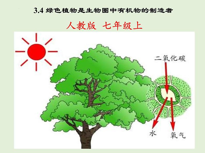 3.4+绿色植物是生物圈中有机物的制造者课件+2023~2024学年人教版生物七年级上册01