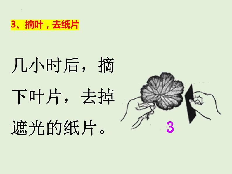 3.4+绿色植物是生物圈中有机物的制造者课件+2023~2024学年人教版生物七年级上册07