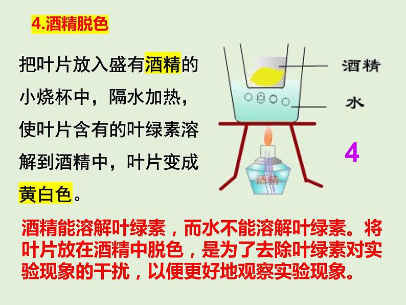 3.4+绿色植物是生物圈中有机物的制造者课件+2023~2024学年人教版生物七年级上册08