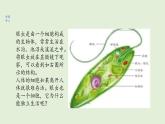 2.2.4+单细胞生物课件+2023~2024学年人教版生物七年级上册