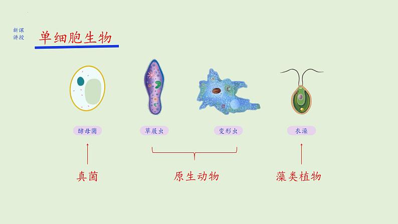 2.2.4+单细胞生物课件+2023~2024学年人教版生物七年级上册第5页