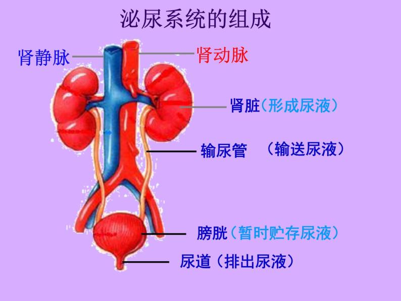 北师大版生物七年级下册 第11章 第2节 尿液的形成与排出（课件）06