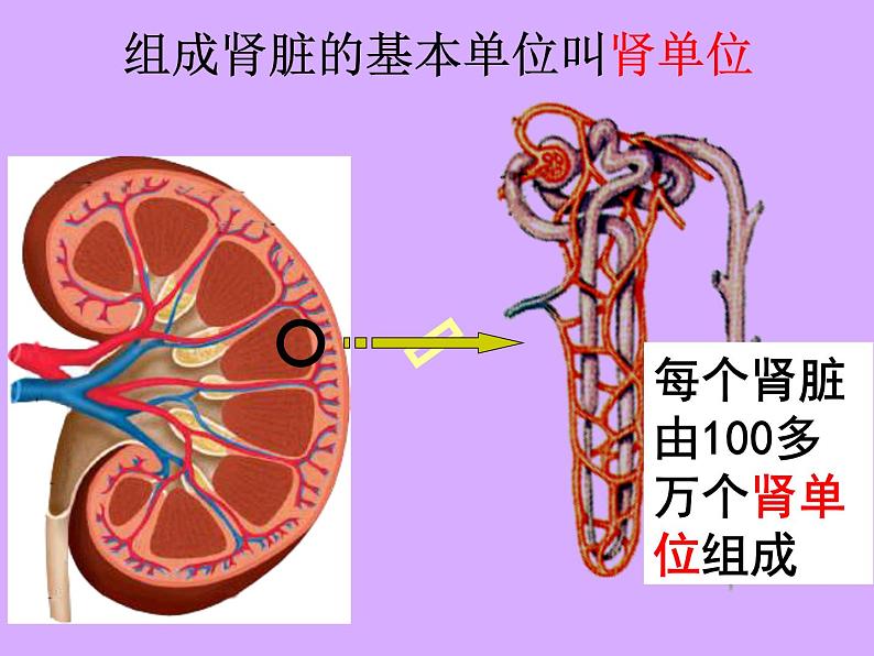 北师大版生物七年级下册 第11章 第2节 尿液的形成与排出（课件）第8页