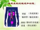 北师大版生物七年级下册 第11章 第2节 尿的形成和排出（课件）