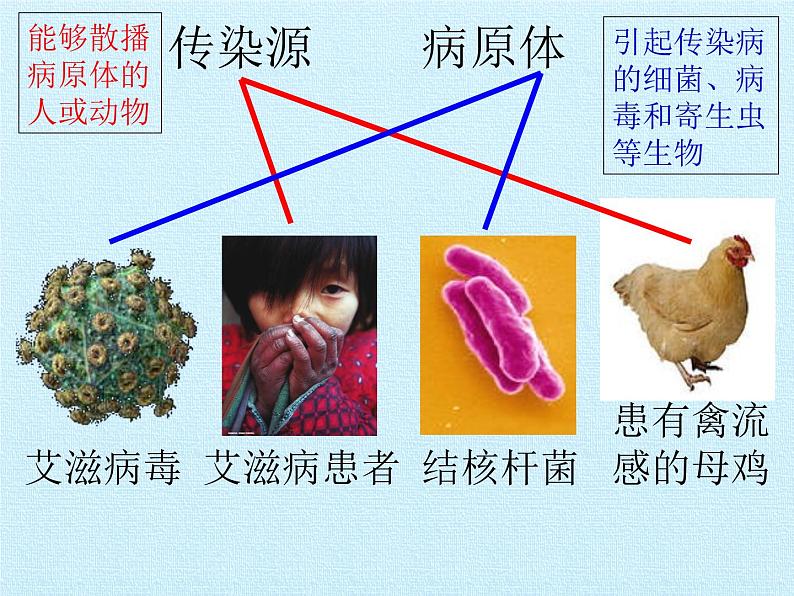 北师大版生物七年级下册 第四单元第十三章 健康地生活 复习（课件）第6页