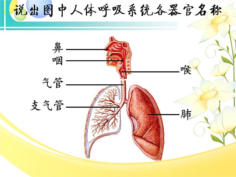 北师大版生物七年级下册 第10章 第2节 人体细胞获得氧气的过程 （第2课时）（课件）第3页