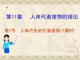 北师大版生物七年级下册 第11章 第1节 人体产生的代谢废物(1)（课件）