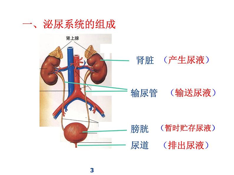 北师大版生物七年级下册 第11章 第2节 尿液的形成（课件）第3页