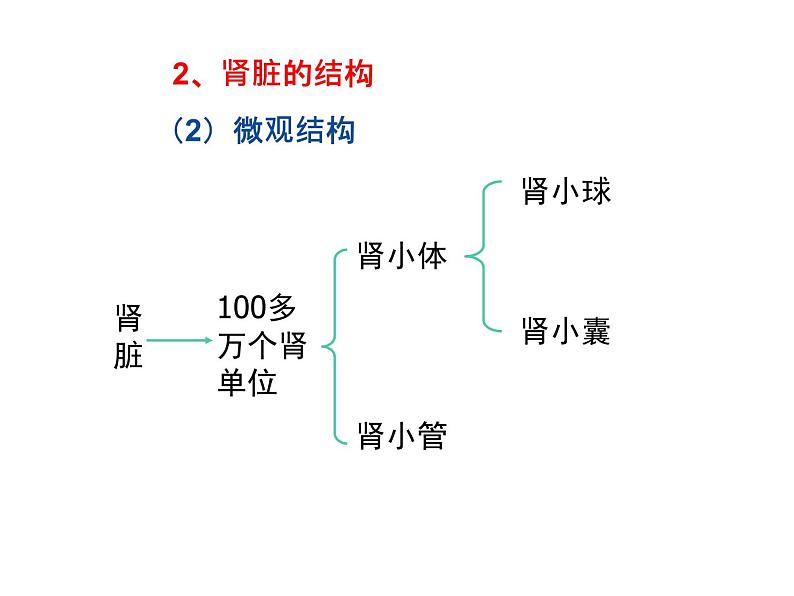 北师大版生物七年级下册 第11章 第2节 尿液的形成（课件）第6页