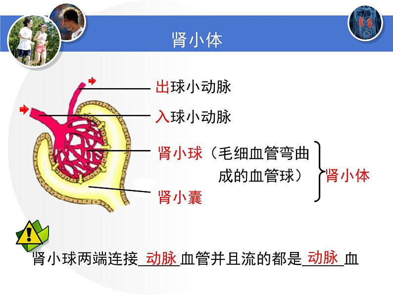 北师大版生物七年级下册 第11章 第2节 尿液的形成（课件）第8页