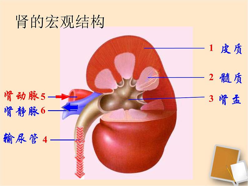 北师大版生物七年级下册 第11章 第2节 尿的形成（课件）第6页