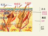 北师大版生物七年级下册 第11章 第3节 第3节 皮肤与汗液分泌（课件）