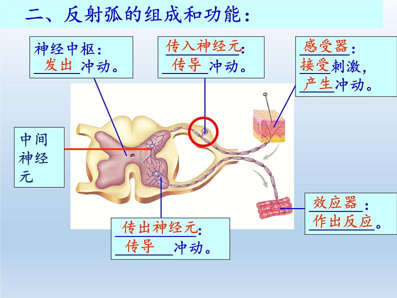 北师大版生物七年级下册 第12章 第1节 神经系统与神经调节(6)（课件）第5页