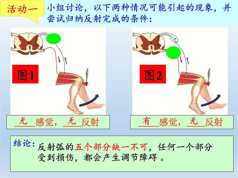 北师大版生物七年级下册 第12章 第1节 神经系统与神经调节(6)（课件）第7页