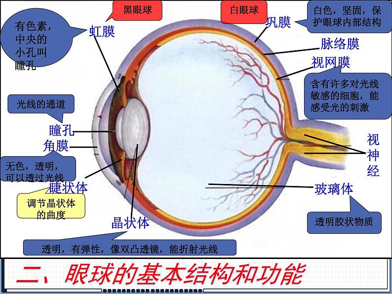 北师大版生物七年级下册 第12章 第2节 感受器和感觉器官(1)（课件）第3页