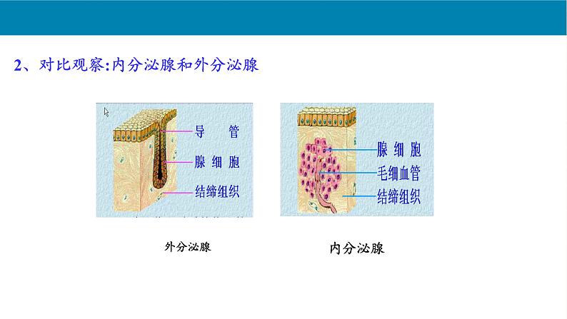 北师大版生物七年级下册 第12章 第3节 激素调节(5)（课件）03