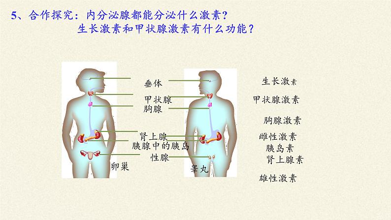 北师大版生物七年级下册 第12章 第3节 激素调节(5)（课件）06
