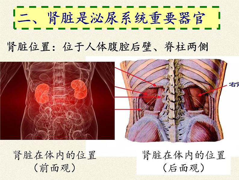 北师大版生物七年级下册 第11章 第2节 尿的形成与排出(1)（课件）第5页