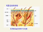 北师大版生物七年级下册 第11章 第3节 皮肤与汗液分泌(14)（课件）