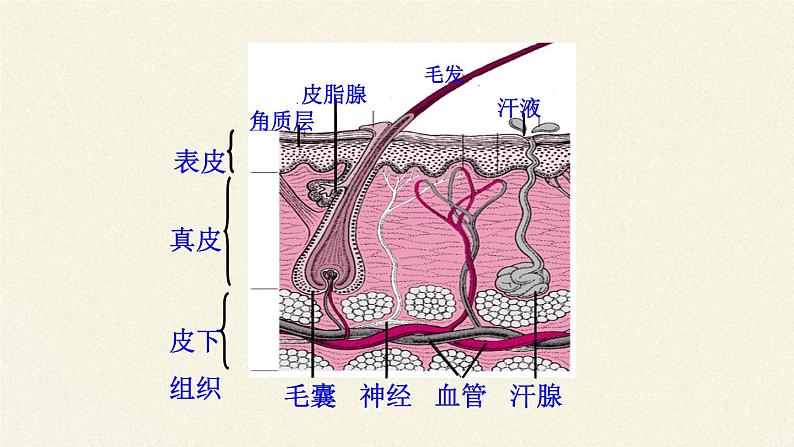 北师大版生物七年级下册 第11章 第3节 皮肤与汗液分泌(14)（课件）07