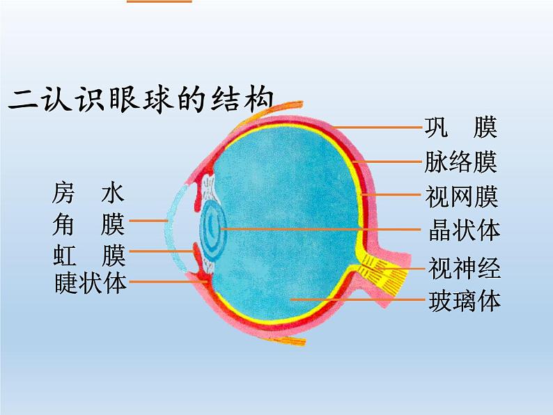 北师大版生物七年级下册 第12章 第2节 感受器和感觉器官(7)（课件）第6页