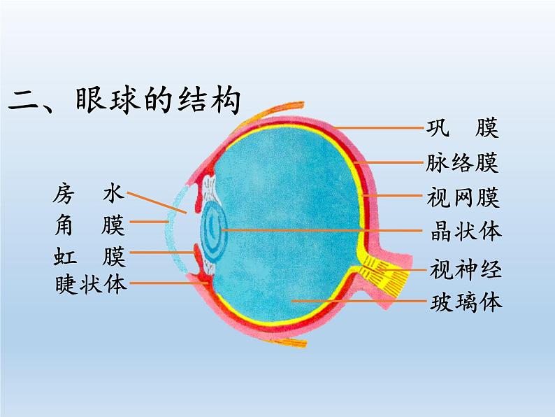 北师大版生物七年级下册 第12章 第2节 感受器和感觉器官(7)（课件）第7页