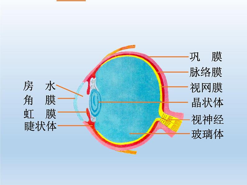 北师大版生物七年级下册 第12章 第2节 感受器和感觉器官(7)（课件）第8页