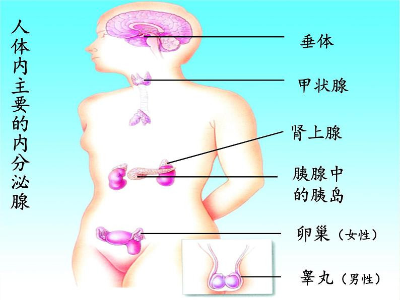 北师大版生物七年级下册 第12章 第3节 激素调节(8)（课件）第6页