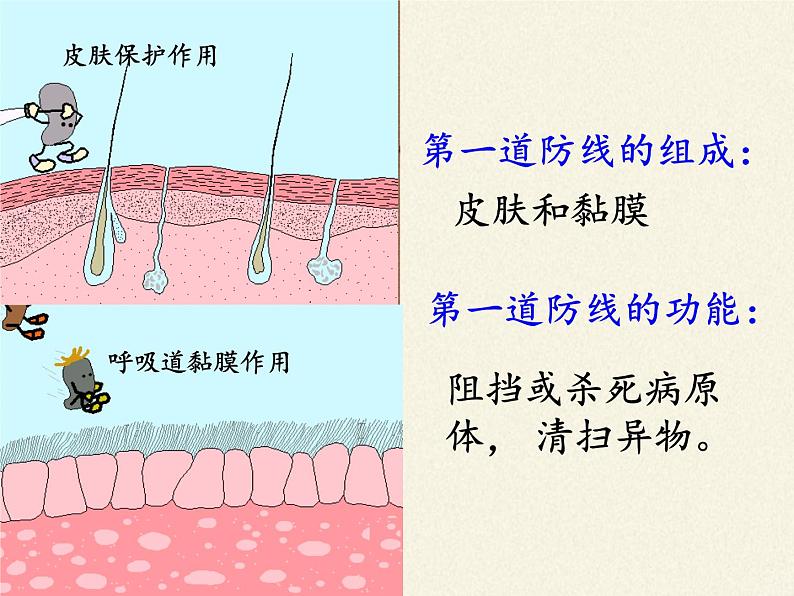 北师大版生物七年级下册 第13章 第3节 人体免疫(2)（课件）05