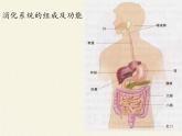 北师大版生物七年级下册 第8章 第2节 食物的消化和营养物质的吸收(8)（课件）