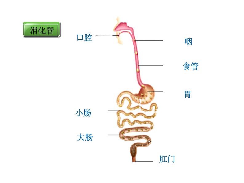 北师大版生物七年级下册 第8章 第2节 食物的消化和营养物质的吸收_（课件）第4页