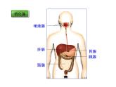 北师大版生物七年级下册 第8章 第2节 食物的消化和营养物质的吸收_（课件）